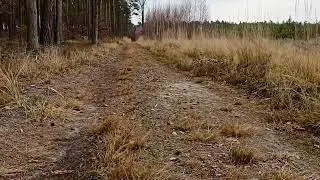 DZIKA PUSZCZA BOLIMOWSKA - LISTOPAD