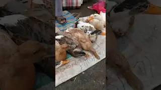 Duck's Selling @ Sunday Market at North Andaman Diglipur #ducks #youtubeshorts #viral 🦆🦆🦆