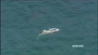 !!SHARKS EAT WHALE!!