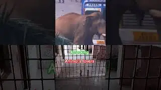 #gappatappa : #kattankudy : #animals : #wildlife : हाथी #elephant