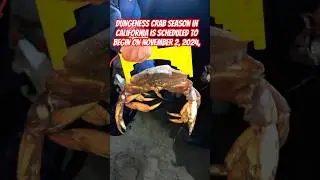 Dungeness crab season in California schedule to begin on 11/02/2024! Please like and subscribe!