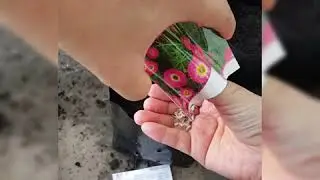 Cara menanam benih bunga abadi @ everlasting flower