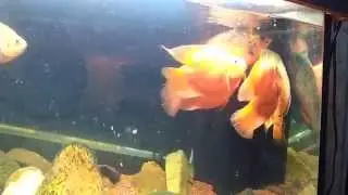 Feeding with Hikari Bio gold