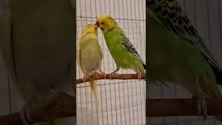 Our budgies😍😍 #birds #lovebirds #budgies #parakeet
