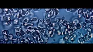 University of Kentucky HealthCare: Gill Heart & Vascular Institute - 30 sec