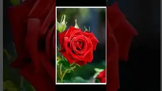Rose day quotes #shorts