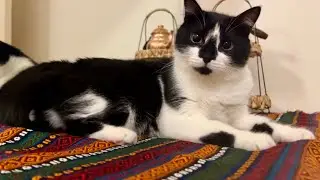 Cats like traditional Turkish textiles. トルコの織物を気に入った猫たち