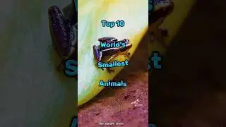 Top 10 world's smallest animals #animals #animal #wildlife #viral