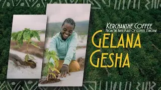 Gelana Gesha: The Home of Legendary Coffee