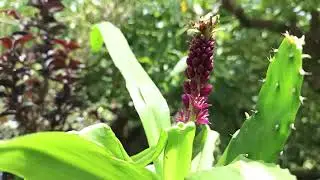 #eucomis#pineapplelily#lagerstroemia indica#blackpurple@ @kapcoastsunsetcliviaseascapes