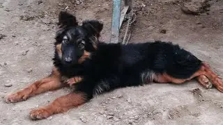 Part#1 German shepherd puppy double coat dangerous dog 