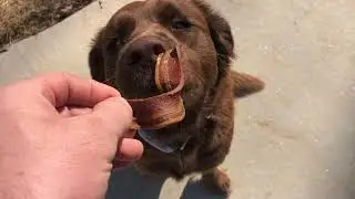 Purina Beggin' Strips Dog Treats, Original With Bacon Flavor
