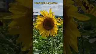Sunflower Time Of The Year |Zurich #b2clicks #shorts #switzerland #sunflower #yellove #trending