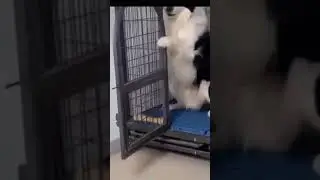FUNNY DOGS VIDEO | CREATIVE COMMONS