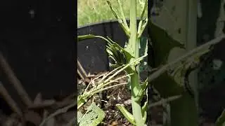 Caterpillars eating almost everything! (The plants are not mine though).