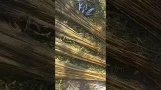 Brooms making process 