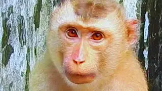 Good, adorable monkey Rojo is waiting for fruit he is so hungry.