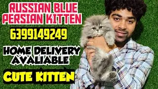 💥Healthy Persian Cat Babies | High Quality Persian Breed | Persian Cat India