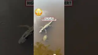 Animal High Five 🙏#animals #smooth #viralvideo #funny #humor