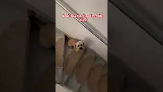 Look how fast I go down the stairs first thing in the morning!! #doggoingdownthestairs #fastdogs