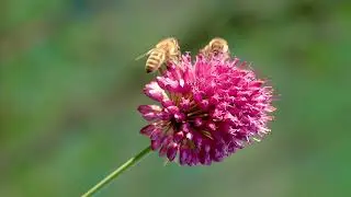 Alles Allium, Zierlauch f&uuml;r alle