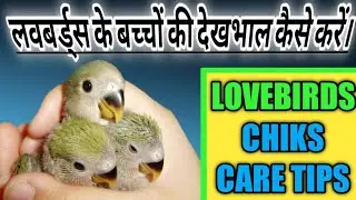 LOVEBIRDS CHICKS CARE TIPS IN HINDI || Why do love birds' babies die and how to save them.
