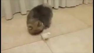 PERRO VS LORO ''perico'' perrito TIERNO