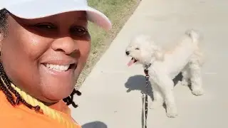 Keep an eye on the DOG | #dogwalking advice #dogadvice #dogwalkerlife #dogsafety #fortworth #choke