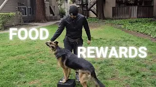 Food Rewards and Training with Nova