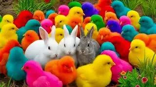 Funny Farm Frenzy &ndash; Chickens, Rabbits, Ducks, Turtles & Hamsters Doing Adorable Things