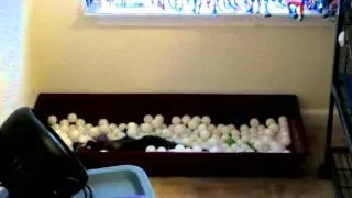 Ferret Ball Pit