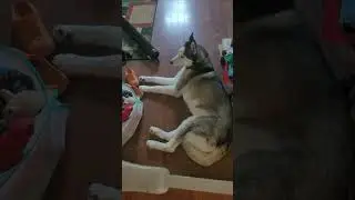 Lazy #husky