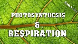 Photosynthesis & Respiration (Grade 8 Natural Science)