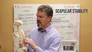 Scapular Stability