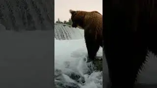 Bear Catches Salmon Mid-Air | Perfect Hunting Timing#bearfishing #salmonrun #wildlifehunt