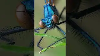 The bluest damselfly I've ever seen #macro #macrophoto #macrophotography