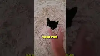 Cat Buried Alive? Wait For The Reaction #cute