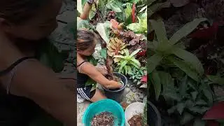 Transferring Philodendron Strawberry Shake to New Coco poles 🍂☘️