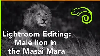 Lightroom editing: A male lion in the Masai Mara