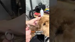 Why You Have to Get Your Dogs Ears Cleaned 🐶