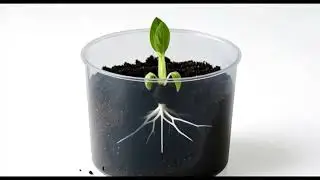 Petunia Life Cycle Timelapse: Seed to Full Bloom in Transparent Pot