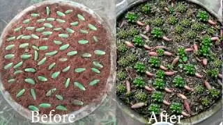 How to Propagate Succulent Jelly Bean very Easy (Indoor plant)
