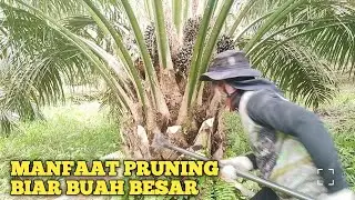MANFAAT PRUNING SAWIT UNTUK TANAMAN MENGHASILKAN (TM). @petanipemulatemah