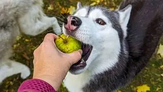 Will My Dog Eat This Apple?