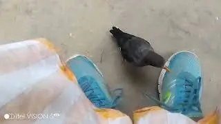 শালিক পাখি মিঠু উড়ে যায় #talking_bird_shalik​#salik_bird_#dipunewvideo​#comedyvideo​ #funnycomedy