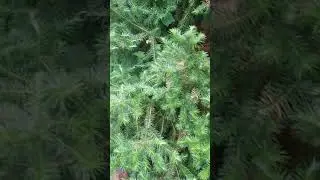 perfect china fir specimen