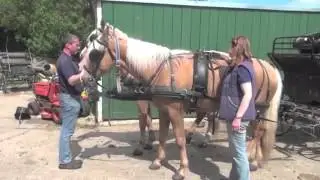 Horses rearing/bolting when being put to carriage - after training.