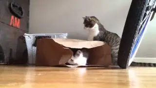 Eviction Notice