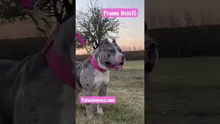 Xxl Merle bully model #dog #americanbully #petcolonyusa #highlights #youtube