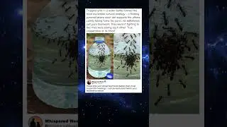 Trapped Ants Create Floating Pyramid   Their Teamwork Will Inspire You